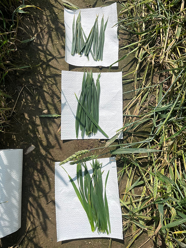 Hvedeblade der ligger på køkkenrulle